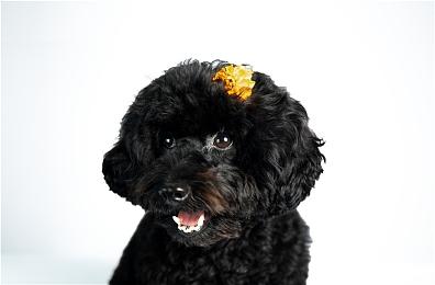 国产武侠动作RPG《嗜血印》 暑期大更新最终章上线